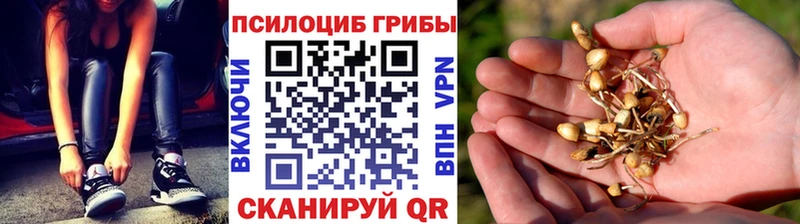 Галлюциногенные грибы Psilocybine cubensis  Юрьев-Польский 